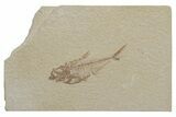 Fossil Fish (Diplomystus) - Green River Formation #217535-1